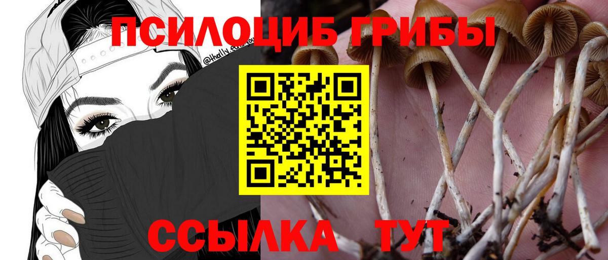 Псилоцибиновые грибы мицелий Камышин